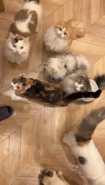 猫カフェモカ　イオンモール水戸内原店に投稿された画像（2024/10/25）