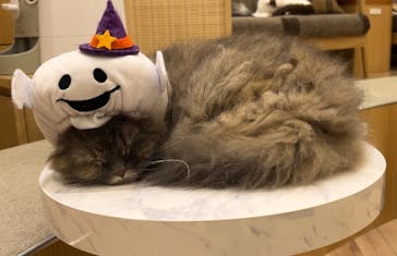 猫カフェモカ　イオンモール水戸内原店に投稿された画像（2024/10/25）