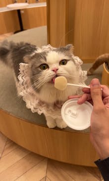猫カフェモカ　イオンモール水戸内原店に投稿された画像（2024/10/25）