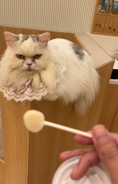 猫カフェモカ　イオンモール水戸内原店に投稿された画像（2024/10/25）