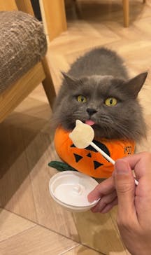 猫カフェモカ　イオンモール水戸内原店に投稿された画像（2024/10/25）