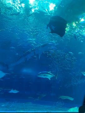 沖縄美ら海水族館に投稿された画像（2024/10/25）