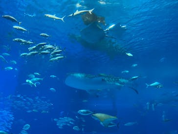 沖縄美ら海水族館に投稿された画像（2024/10/25）