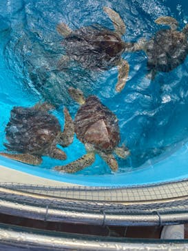 沖縄美ら海水族館に投稿された画像（2024/10/25）