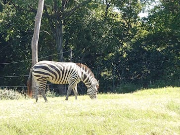 天王寺動物園に投稿された画像（2024/10/25）