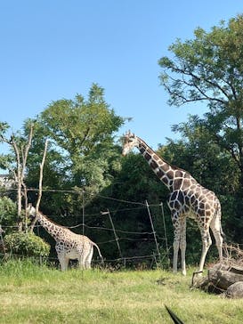 天王寺動物園に投稿された画像（2024/10/25）