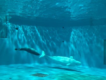 島根県立 しまね海洋館に投稿された画像（2024/10/25）