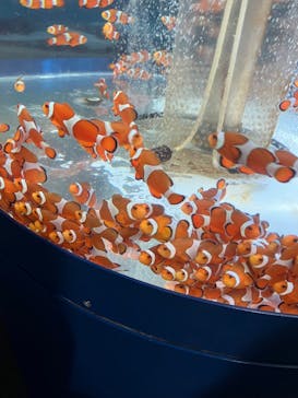 鴨川シーワールドに投稿された画像（2024/10/25）