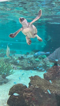 鴨川シーワールドに投稿された画像（2024/10/25）