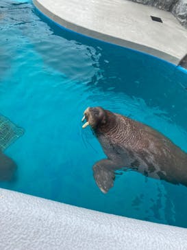 鴨川シーワールドに投稿された画像（2024/10/25）