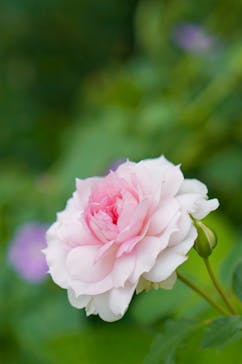 横浜イングリッシュガーデンに投稿された画像（2024/10/25）