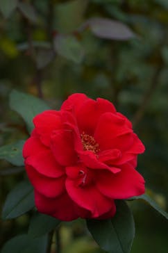 横浜イングリッシュガーデンに投稿された画像（2024/10/25）