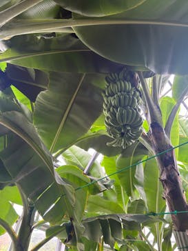 熱川バナナワニ園に投稿された画像（2024/10/25）