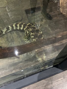 熱川バナナワニ園に投稿された画像（2024/10/25）