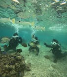 沖縄マリンサービス碧に投稿された画像（2024/10/25）