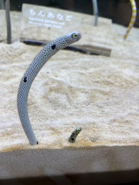 京都水族館に投稿された画像（2024/10/25）