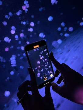 京都水族館に投稿された画像（2024/10/25）