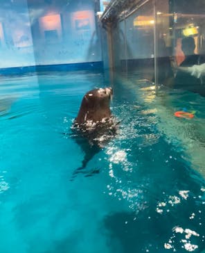 しながわ水族館に投稿された画像（2024/10/25）
