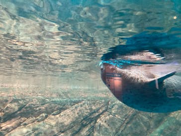 しながわ水族館に投稿された画像（2024/10/25）