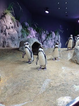 DMMかりゆし水族館に投稿された画像（2024/10/25）