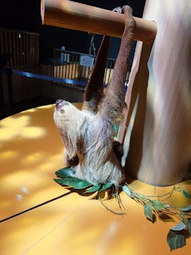 DMMかりゆし水族館に投稿された画像（2024/10/25）