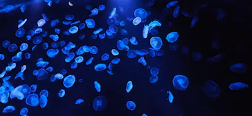 すみだ水族館に投稿された画像（2024/10/25）