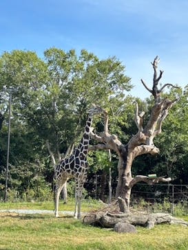 天王寺動物園に投稿された画像（2024/10/25）