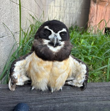 天王寺動物園に投稿された画像（2024/10/25）