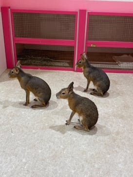 アニタッチアクアシティお台場に投稿された画像（2024/10/25）