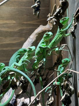 体感型動物園iZooに投稿された画像（2024/10/25）