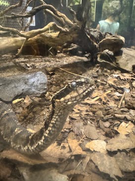 体感型動物園iZooに投稿された画像（2024/10/25）