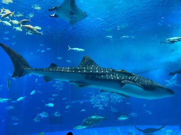 沖縄美ら海水族館に投稿された画像（2024/10/25）