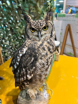 いきもの探検隊上尾に投稿された画像（2024/10/25）