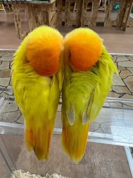 いきもの探検隊上尾に投稿された画像（2024/10/25）