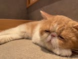 猫カフェモカ　神戸三宮店に投稿された画像（2024/10/25）