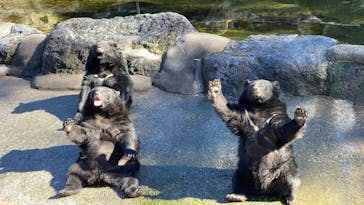 奥飛騨クマ牧場に投稿された画像（2024/10/26）