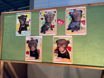 奥飛騨クマ牧場に投稿された画像（2024/10/26）