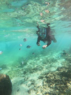 沖縄ダイビング ピンクマーメイドに投稿された画像（2024/10/26）