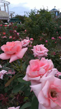 ひらかたパークに投稿された画像（2024/10/26）