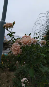 ひらかたパークに投稿された画像（2024/10/26）