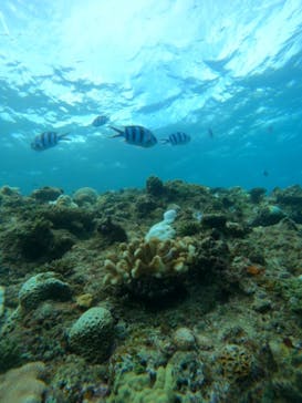 武藤潜水に投稿された画像（2024/10/26）