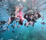 沖縄マリンサービス碧に投稿された画像（2024/10/26）