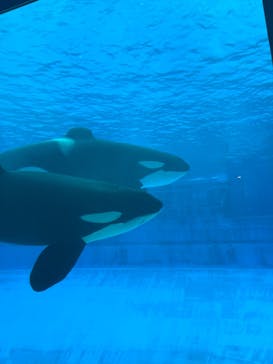 名古屋港水族館に投稿された画像（2024/10/26）