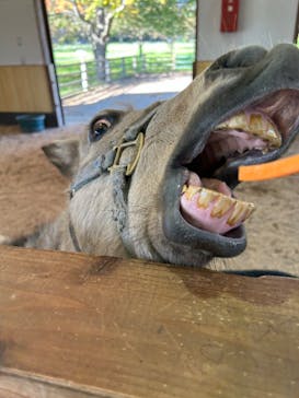 小岩井農場まきば園に投稿された画像（2024/10/26）