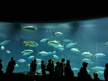 葛西臨海水族園に投稿された画像（2024/10/26）