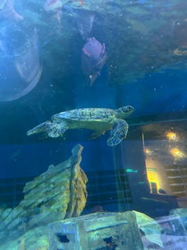 しながわ水族館に投稿された画像（2024/10/26）