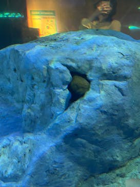 しながわ水族館に投稿された画像（2024/10/26）