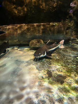 しながわ水族館に投稿された画像（2024/10/26）