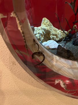 しながわ水族館に投稿された画像（2024/10/26）