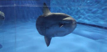 アクアワールド茨城県大洗水族館に投稿された画像（2024/10/26）